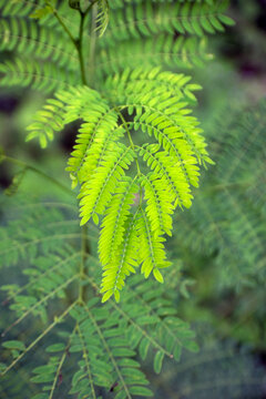 Leucaena Leucocephala Ipil Ipil Tree In Tropical Environment