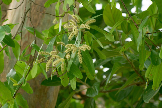 Terminalia Arjuna Arjun Flower With Creamy Catkins In Garden