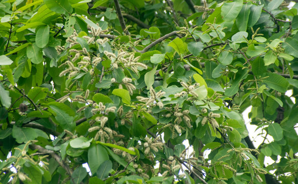 Terminalia Arjuna Arjun Flower Blooming On Tree