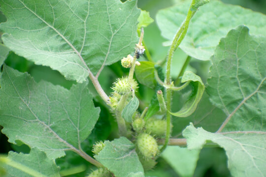 Xanthium Strumarium California Bur Plant Growing Wild