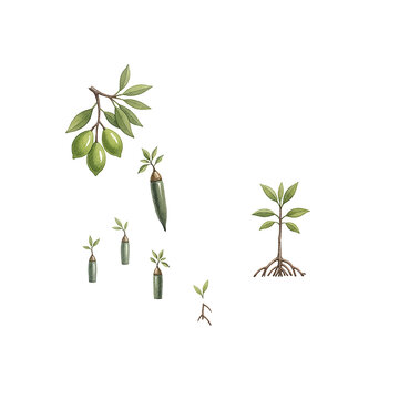 Mangrove trees growth process showing propagules falling rooting and becoming young plants in water with leaves