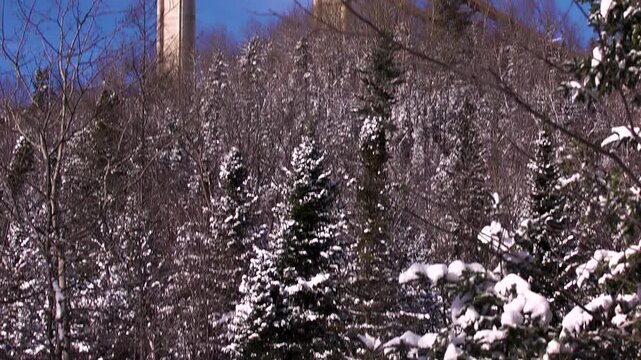 Snow covering trees after a winter storm