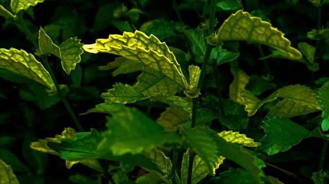 Zoom out footage of Acalypha siamensis leaves with dramatic natural lighting and deep green background.