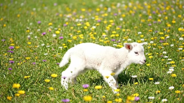 Adorable white calf running in a vibrant meadow full of flowers.