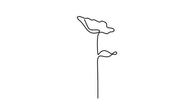 Self animated minimalist continuous line drawing of a rose flower. Concepts for minimalist design, tattoos, and illustrations, Single one line drawing of rose flower animation