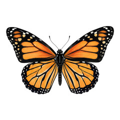 Fototapeta premium Vibrant Orange Black Monarch Butterfly with Open Wings Detailed Vector Illustration on White