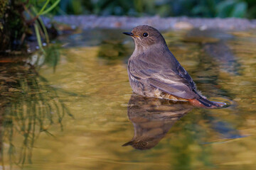 Hausrotschwanz (Phoenicurus ochruros) Weibchen