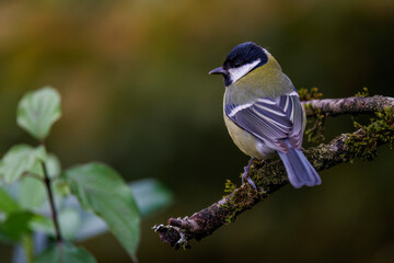 Kohlmeise (parus major)
