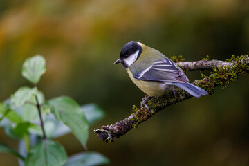 Kohlmeise (parus major)