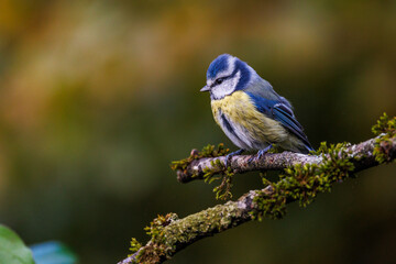 Blaumeise (Cyanistes caeruleus)