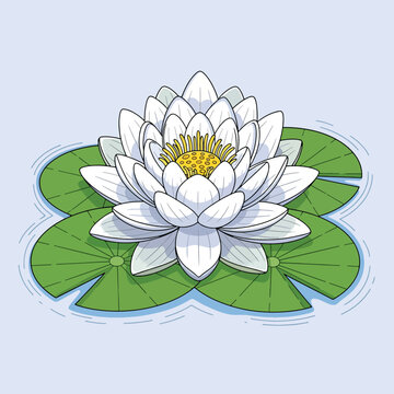 Beautiful white water lily flower with green leaves floating on calm water.