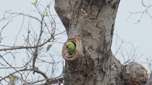 A green parrot peeking out from a tree hollow in keoladeo bird sanctuary, representing bird nesting and natural ecosystem.