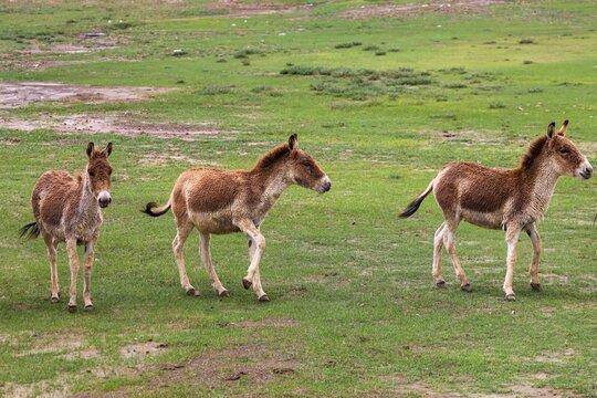 Herd of wild kiang grazing on alpine grassland in Shannan (Lhoka), Tibet, showcasing Tibetan Himalayas wildlife, high altitude landscape, and Asian wild asses in natural habitat