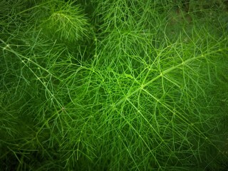 green grass background