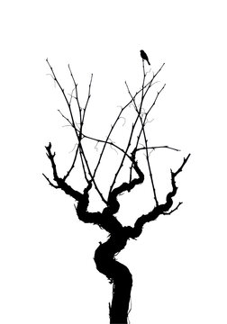 a bare, gnarled grapevine silhouette, intricate skeletal network, captured in minimalist black and white against a transparent high-key background, with a tiny motionless bird. concept of natural