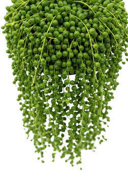 ultra-detailed macro of senecio rowleyanus 'string of pearls' succulent, luminous emerald green spheres, cascading strands in sharp focus, soft bokeh, transparent background concept for botanical