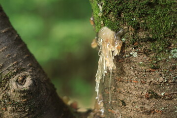 桜の木から樹液が分泌する様子