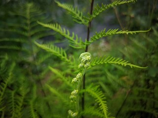green fern in the forest