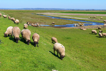 Flock of salt marsh sheep near Mont-Saint-Michel France grazing spring grass on green slopes, distinctive Grevin breed ponder pastures known for unique terroir and agneau de pre-sale heritage © Ekaterina Elagina