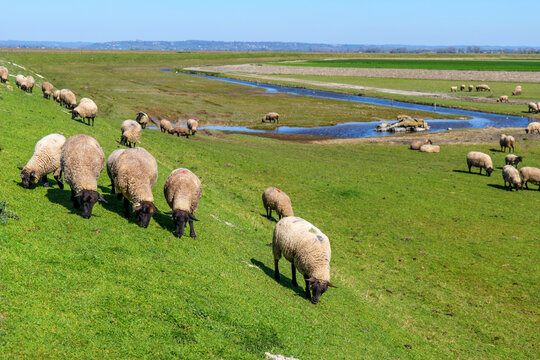 Flock of salt marsh sheep near Mont-Saint-Michel France grazing spring grass on green slopes, distinctive Grevin breed ponder pastures known for unique terroir and agneau de pre-sale heritage