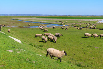 Peaceful Normandy pasture scene at Mont-Saint-Michel with sheep scattered across green hillside, winding stream in grass, distant hills under clear sky, emphasizing unspoiled nature and calm
