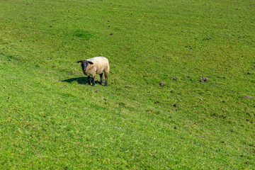 Obraz premium Single salt marsh sheep grazing vibrant green pasture near Mont-Saint-Michel in Normandy France, spring grass under clear sky, peaceful pastoral scene capturing unique regional livestock