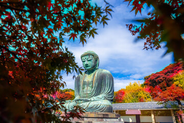 Daibutsu or Great Buddha of Kamakura in Kotokuin Temple at Kanagawa Prefecture Japan with leaves changing color It is an important landmark and a popular destination for tourists and pilgrims.