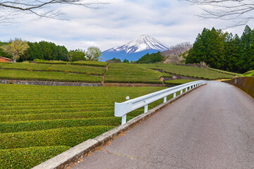 Road passes through Tea plantation with Mount Fuji in the background is a famous landmark of Shizuoka City, Japan on a rainy and cloudy day.