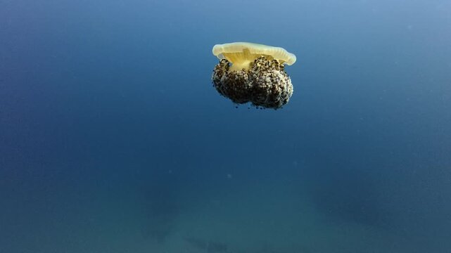 m&eacute;duse oeuf au plat en pleine eau