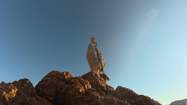 cormoran se fait s&eacute;cher les ailes