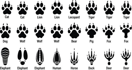 Large collection of black animal paw prints and tracks featuring dog cat wolf bear elephant lion and bird footprints isolated on white background for design © Moyuri