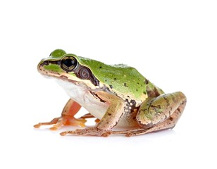 Obraz premium A vibrant, close-up shot showcasing a tree frog perched against a clean white backdrop. Its green skin and detailed features are clear