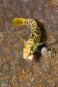 Spothead Grubfish Resting on Coral in Lembeh Strait Indonesia