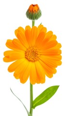 A vibrant, close-up botanical study showcasing an open, orange daisy-like bloom, with a bud and a leaf, isolated on white