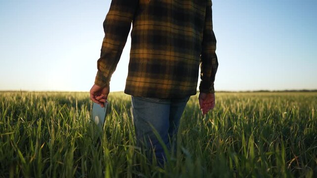 Farmer walking through crop field. Rural life with modern technology. Farmer inspects crop with tablet. Rural farming in scenic landscape. Farmer ensures healthy crop growth. Agriculture rural setting