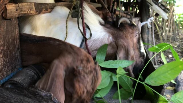 Goats eating fodder inside a wooden enclosure at a modest village farm.