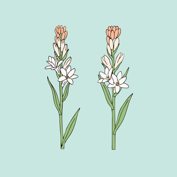 Illustration of two tuberose flower.