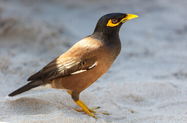 Fototapeta premium A bird with yellow beak and black and brown feathers