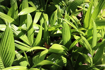 Naklejka premium Leaves of arecanut plant seedlings exposed to sunlight. Fresh leaf from betel nut plant