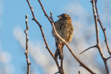 Fototapeta premium A bird is sitting on a branch