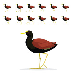 Northern Jacana Bird Walking Motion Animation Sequence Cartoon Vector Illustration