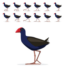 Pukeko Bird Swamphen Walking Motion Animation Sequence Cartoon Vector Illustration