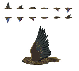 Kea Parrot Flying Animation Sequence Cartoon Vector