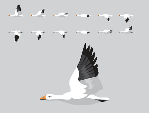 Snow Goose Flying Animation Sequence Cartoon Vector