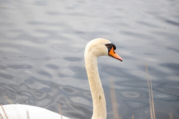 Obraz premium Mute Swan close-up portrait on water, white waterfowl head and neck in calm lake