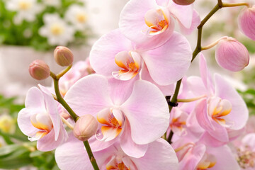 Orchid&eacute;e Phalaenopsis rose en fleurs, ambiance douce et printani&egrave;re