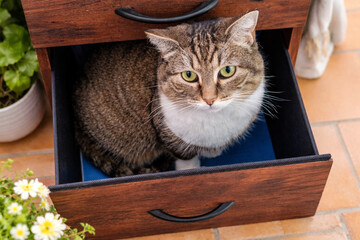 Chat domestique assis dans un tiroir de meuble en bois
