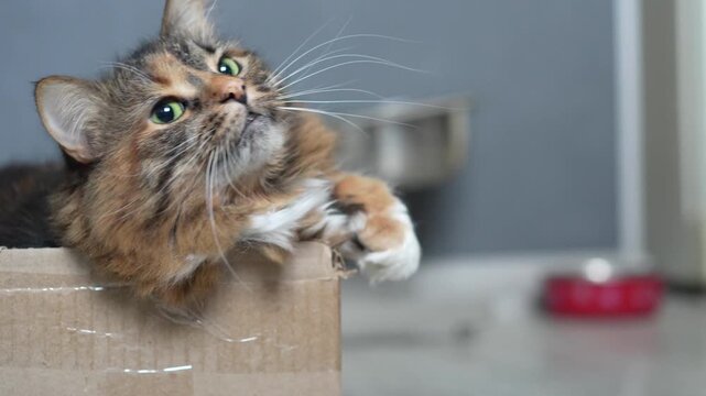 Domestic tortoiseshell cat comfortably curled up inside a small cardboard box on a light wooden floor, showcasing a cozy resting position in a home setting