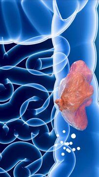 Anatomy of the human digestive system, concept of the intestine function, laxative, traitement of constipation, bowel movement, 3d render	
