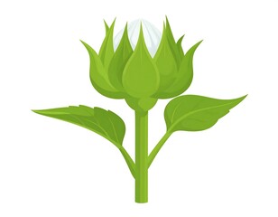 A vibrant, close-up illustration of a cotton plant boll, showcasing its green leaves and the fluffy, white fibers